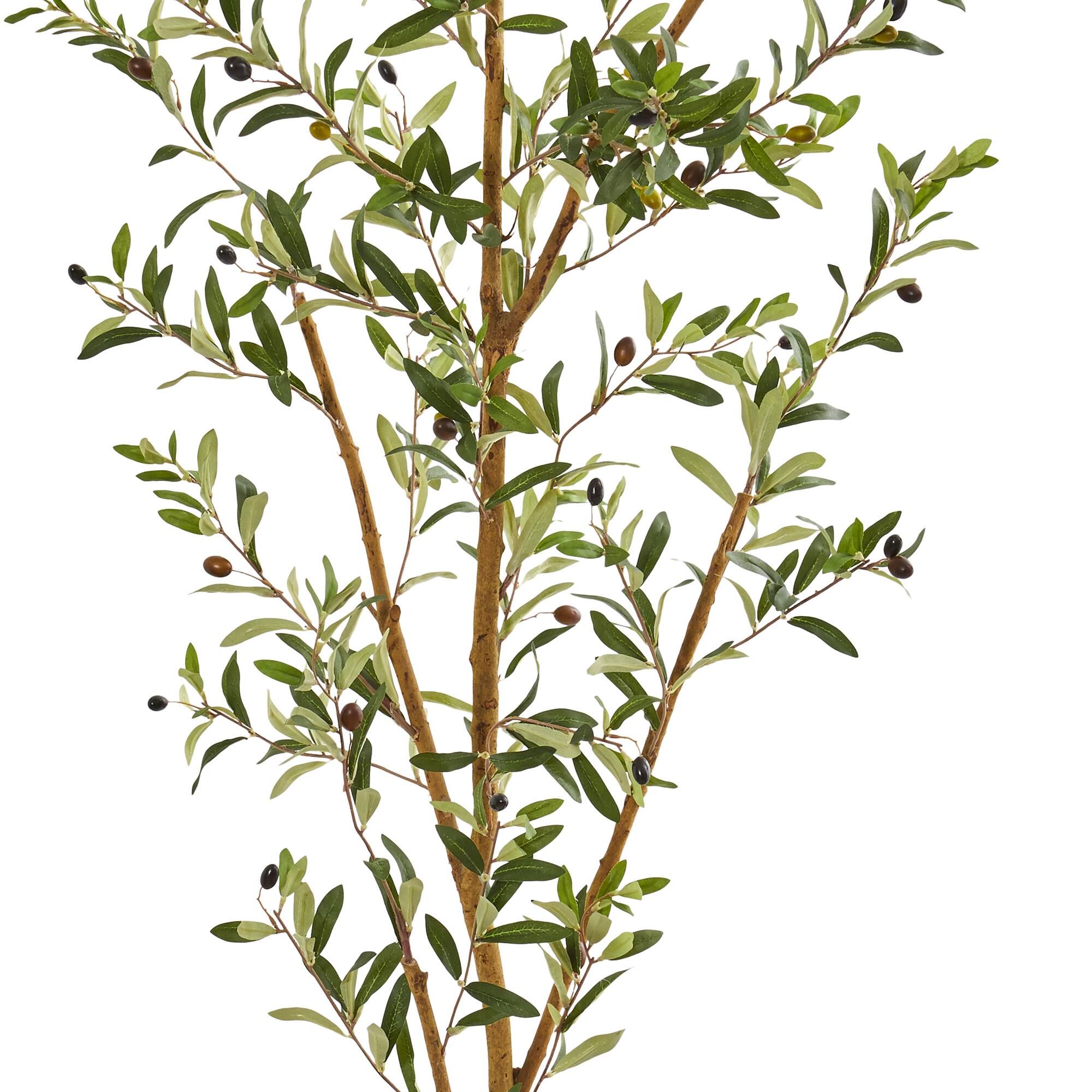 6.8ft. Potted Olive Tree
